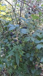 Brombeeren.jpg